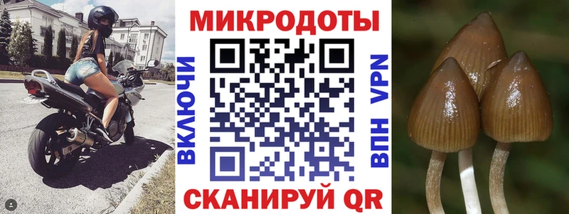 Галлюциногенные грибы Psilocybine cubensis  Зеленоградск 